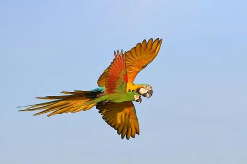 Parrot Stock Photos