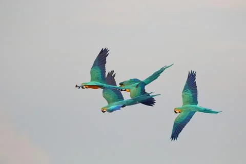 Parrot Foto stock