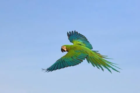 Parrot Stock Photos
