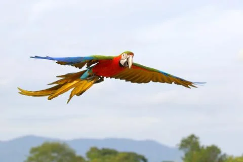 Parrot Stock Photos
