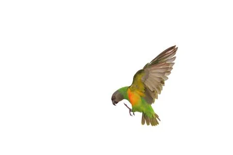 Parrot Stock Photos