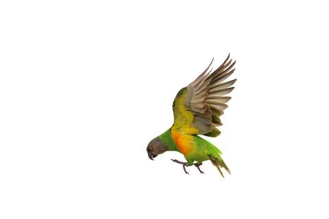 Parrot Stock Photos