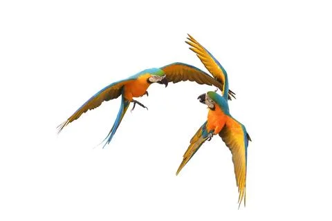 Parrot Stock-Fotos