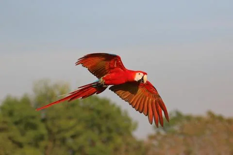 Parrot Stock Photos
