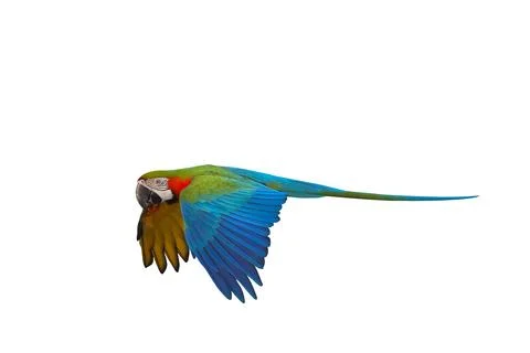 Parrot Stock Photos