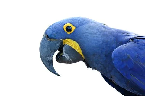 Parrot Stock Photos