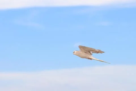 Parrot 스톡 사진