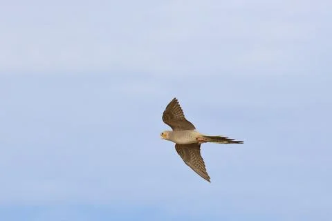 Parrot 스톡 사진