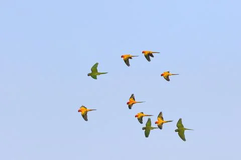 Parrot Stock Photos