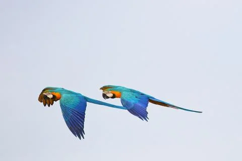 Parrot Foto stock
