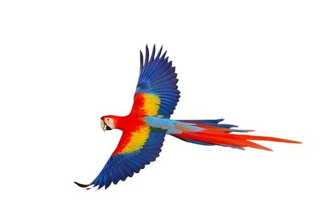 Parrot Stock Photos