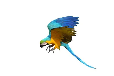 Parrot Foto stock