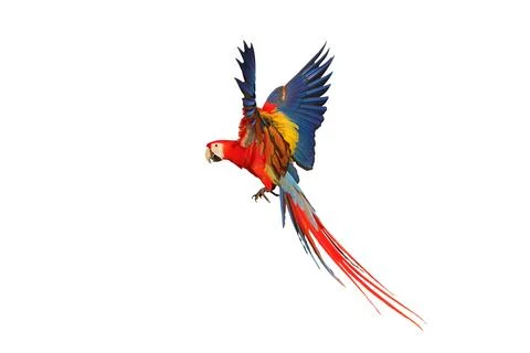 Parrot Foto stock