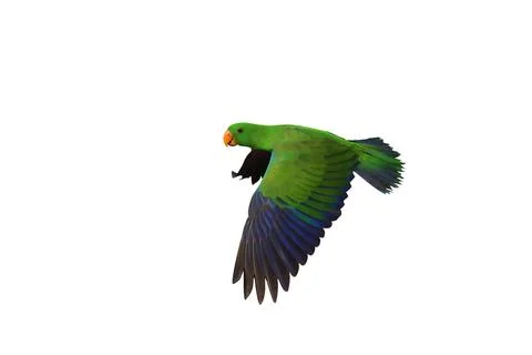 Parrot Stock Photos