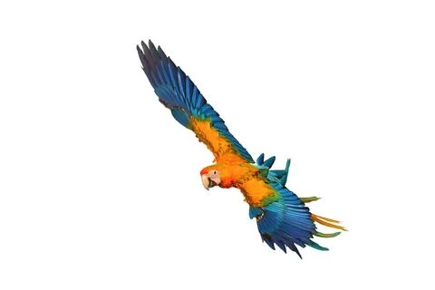 Parrot Stock Photos