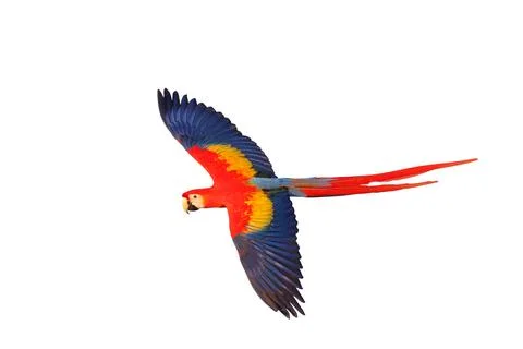 Parrot 스톡 사진