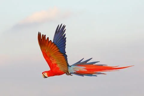 Parrot Stock Photos