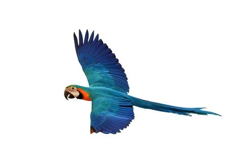 Parrot Stock Photos
