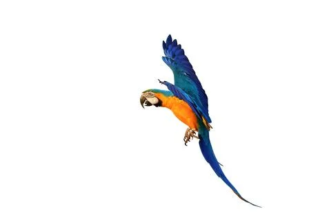 Parrot Foto stock