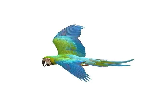 Parrot 写真素材