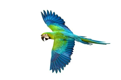 Parrot Foto stock