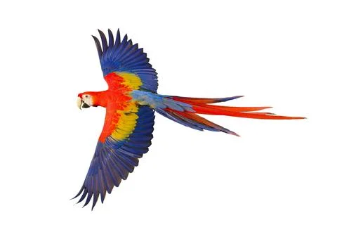 Parrot Stock Photos