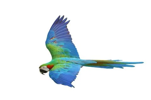 Parrot Foto stock