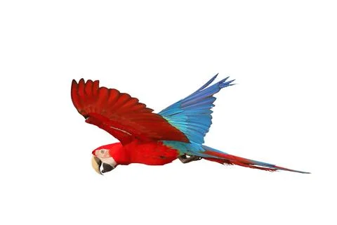 Parrot Fotos de archivo