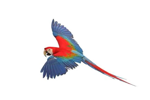 Parrot Stock Photos