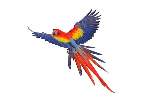 Parrot Foto stock