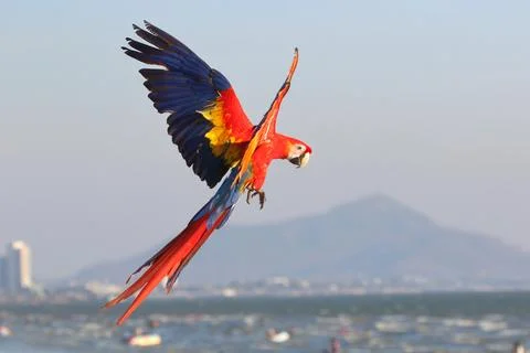 Parrot Foto stock