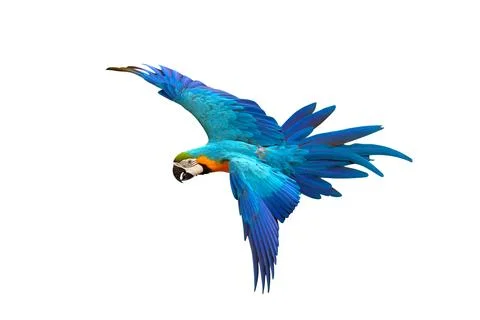 Parrot Stock Photos