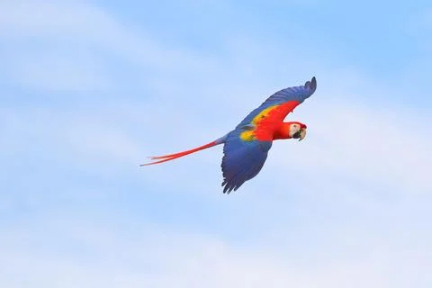 Parrot Stock Photos