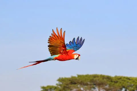 Parrot Stock-Fotos