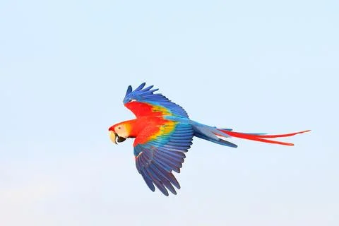 Parrot Foto stock