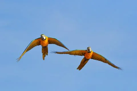 Parrot Stock Photos