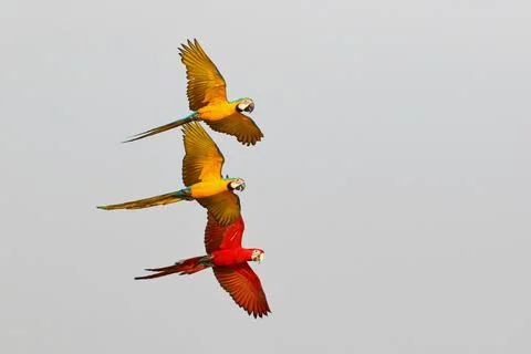 Parrot Stock Photos