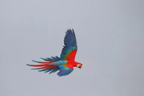 Parrot Stock Photos