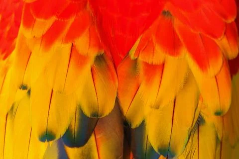 Parrot Stock Photos