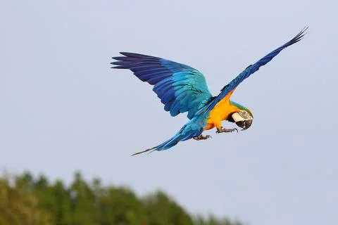 Parrot Stock Photos