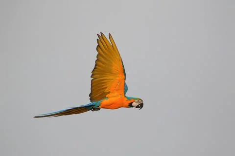 Parrot Foto stock