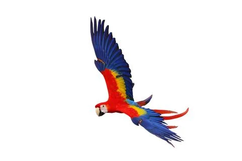 Parrot Foto stock