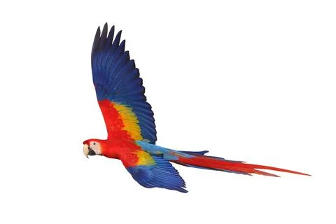 Parrot Stock Photos