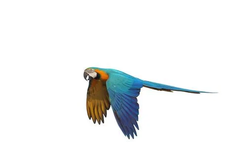 Parrot Foto stock