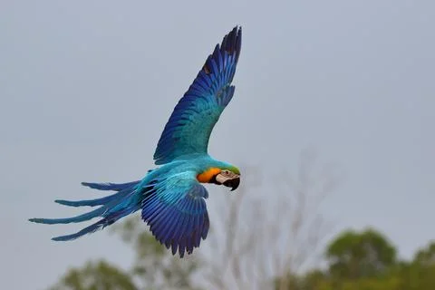 Parrot Stock Photos
