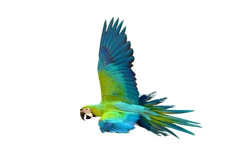 Parrot Stock Photos
