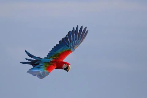 Parrot Foto stock
