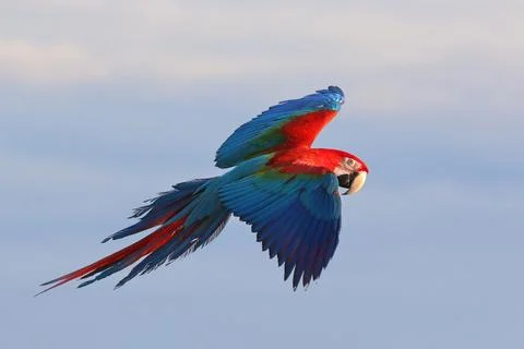 Parrot Stock Photos