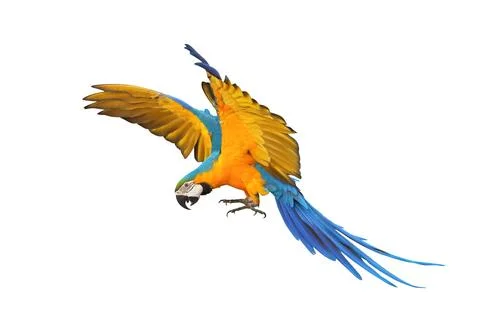 Parrot Foto stock