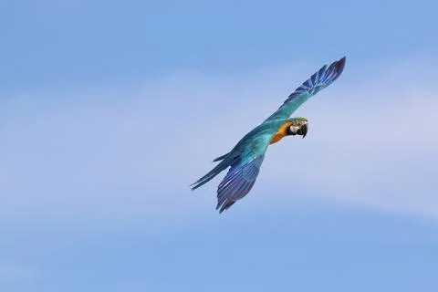 Parrot Stock-Fotos